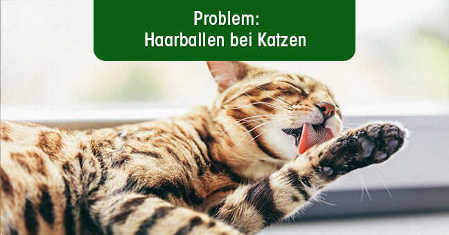 Tier, Katze, Säugetier, Haustier