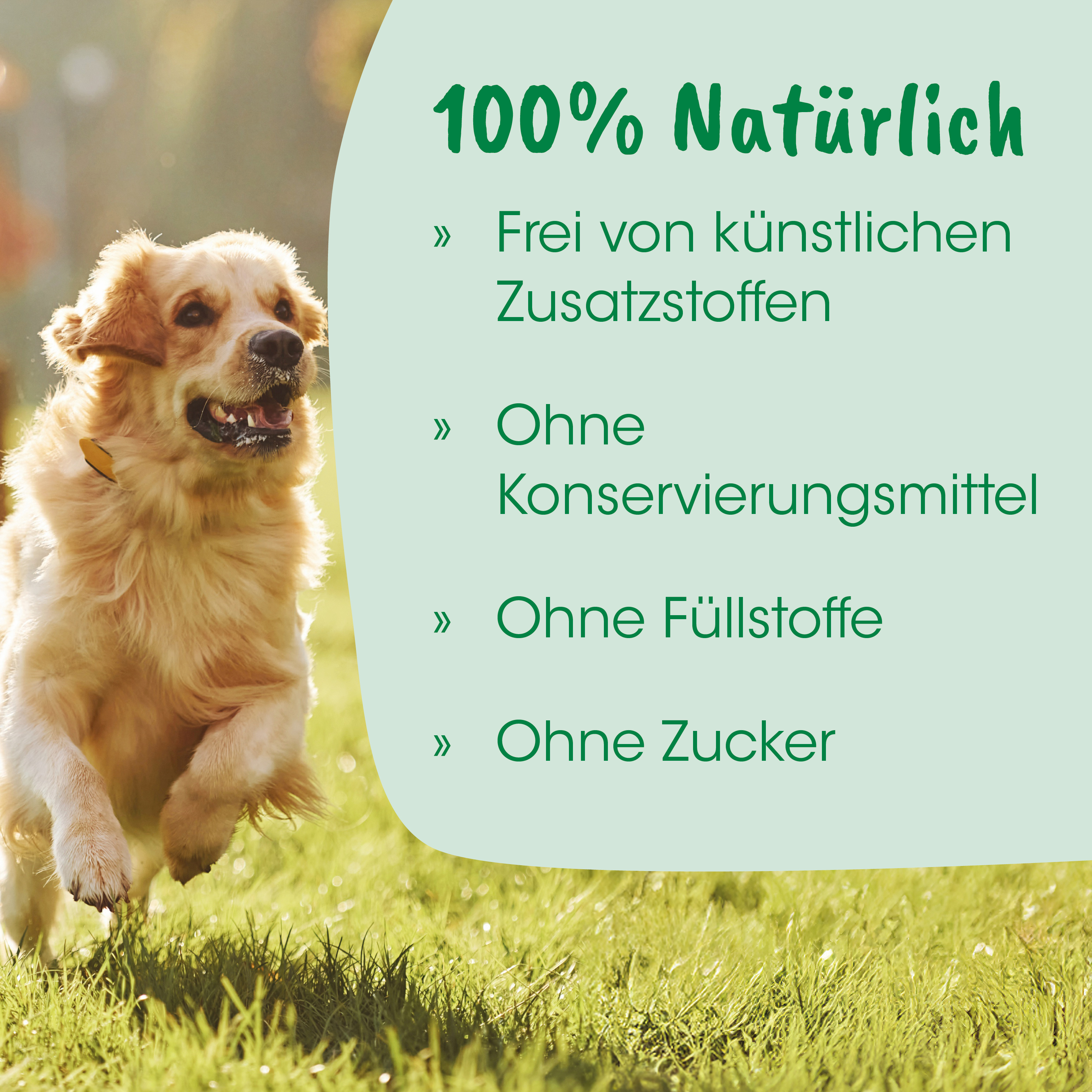Hund, Goldendoodle?, Hund, im Freien, Laufen