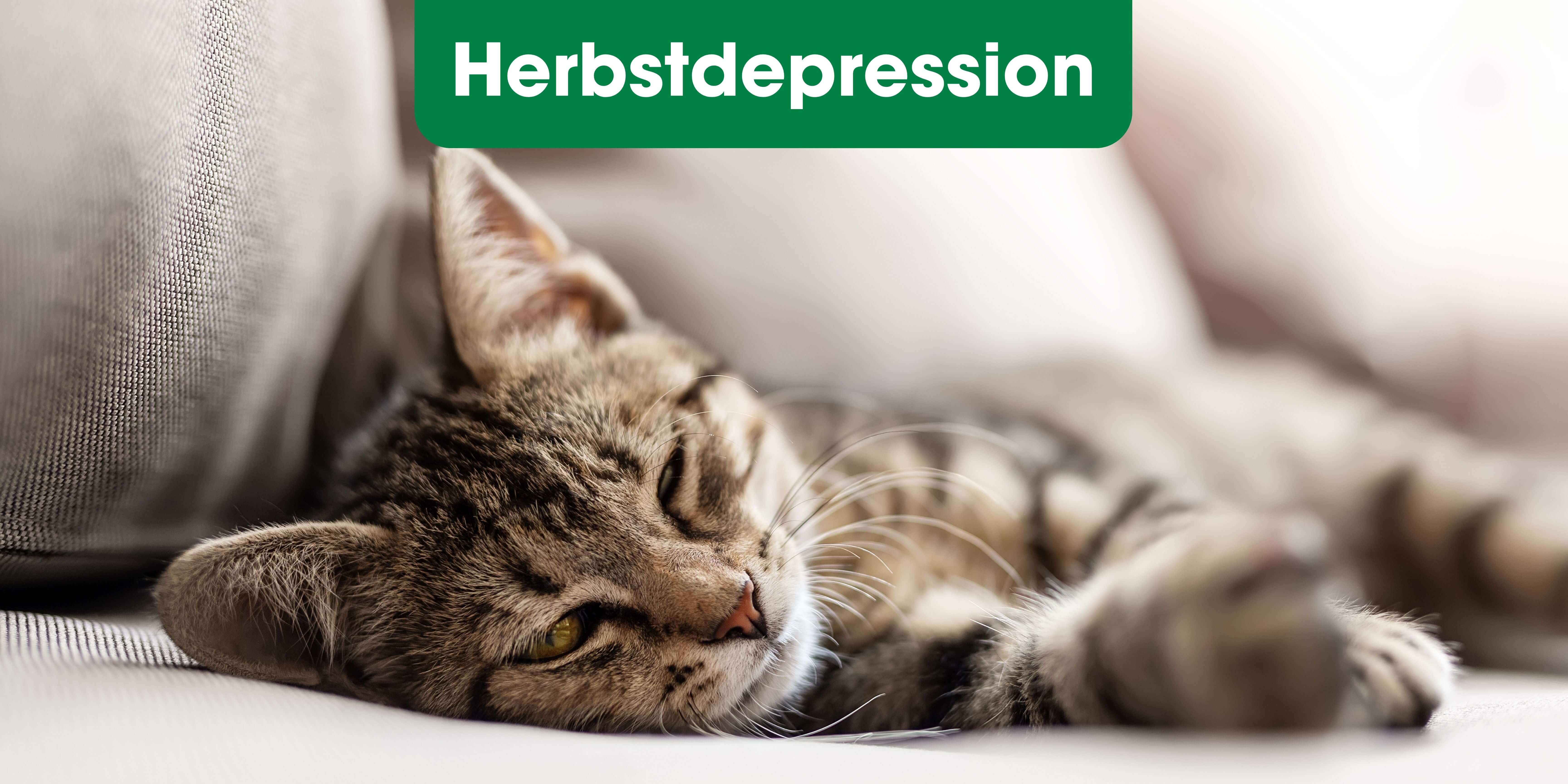 Tier, Katze, Kätzchen, Säugetier, Haustier