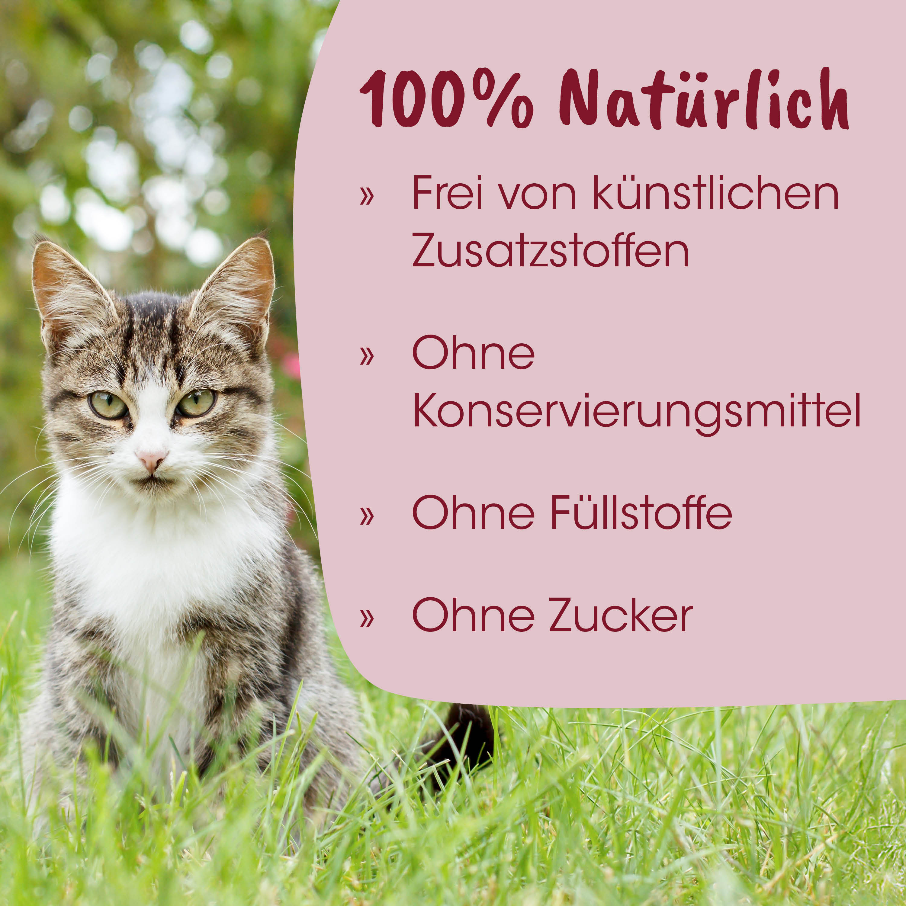 Katze, Katze im Gras, Haustier, Haustierfoto, Tierbild