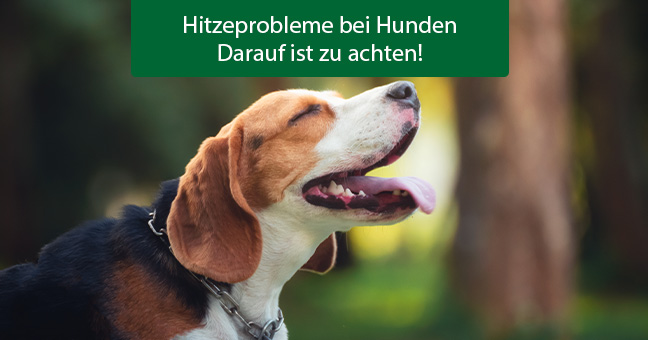 Hund, Haustier, Beagle