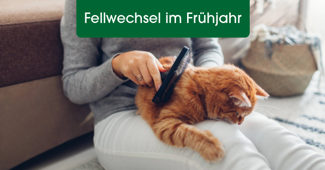Haustierpflege, Hund, Katzenkamm, Brille, Tierfellpflege