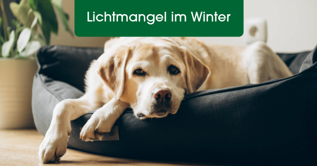 Hund, Säugetier, Haustier, Labrador Retriever