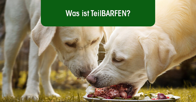 Hund, Labrador Retriever, Säugetier, Haustier