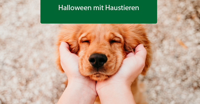 Hund, Haustier, Welpe, Person, Golden Retriever