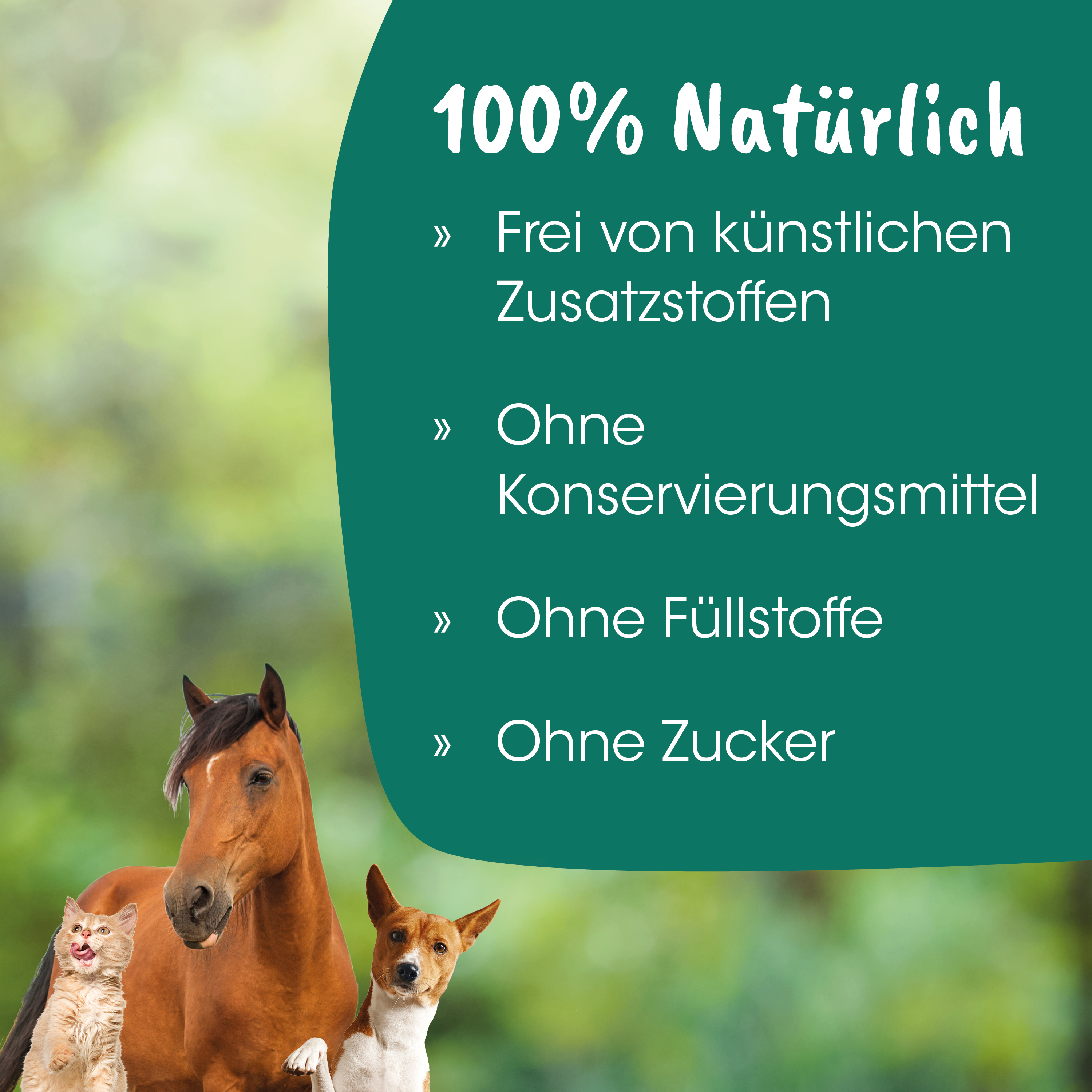 Pferd, Hund, Katze, Tier, Haustiere