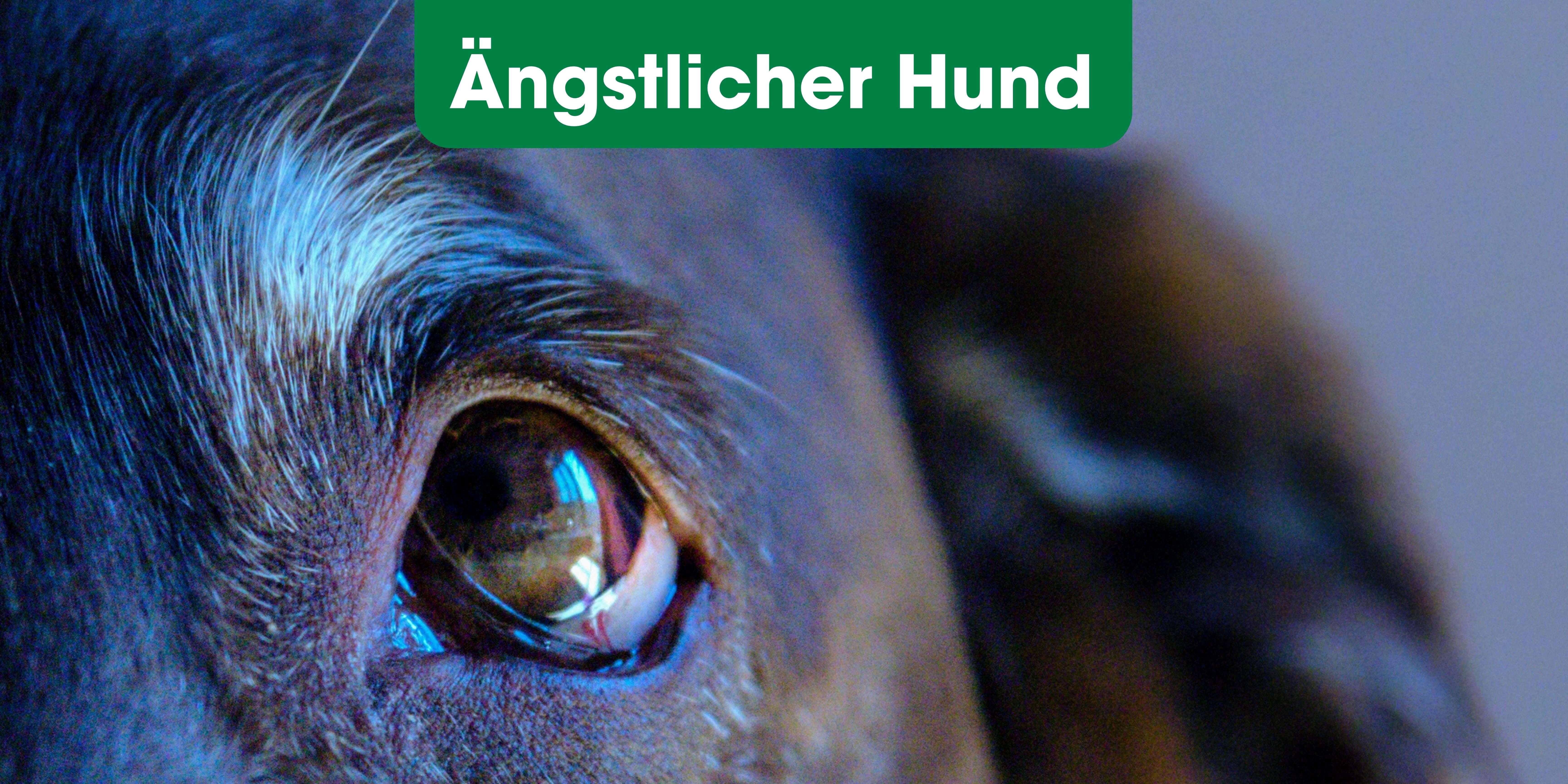 Schnauze, Hund, Säugetier, Haustier, Welpe, Schnauze, Hund, Säugetier, Haustier, Welpe