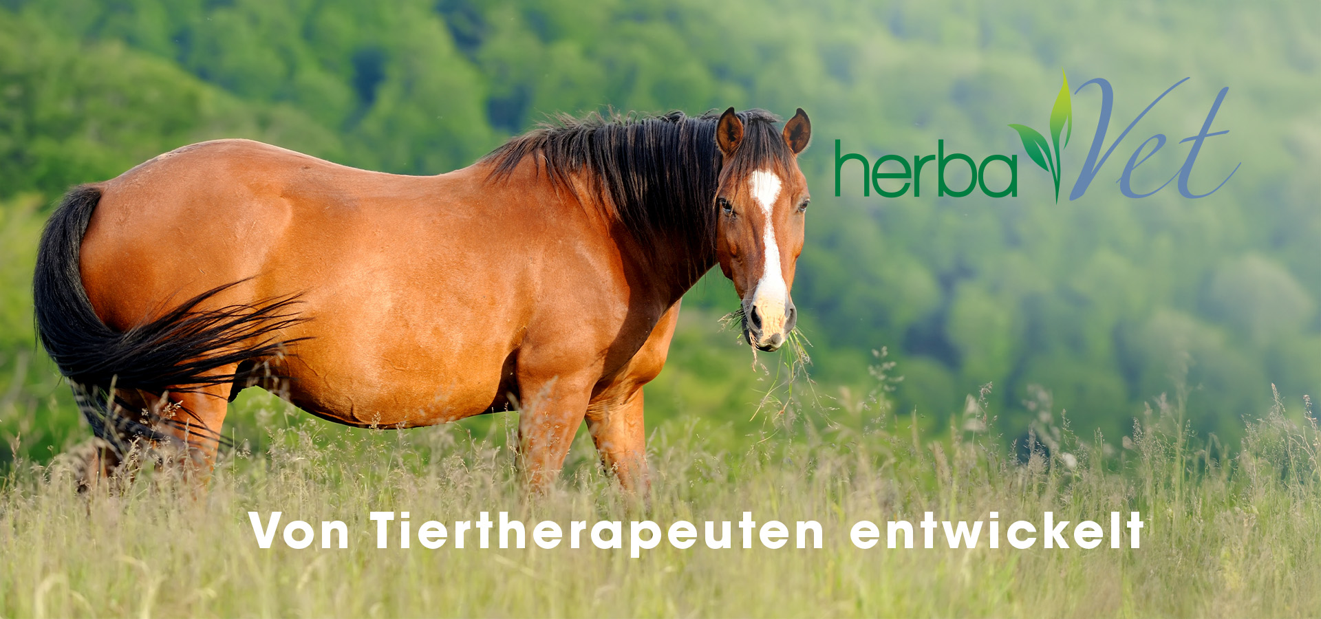 Tier, Colt Horse, Pferd, Säugetier, Hengst