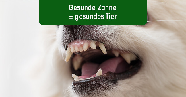 Mund, Person, Zähne, Katze, Haustier
