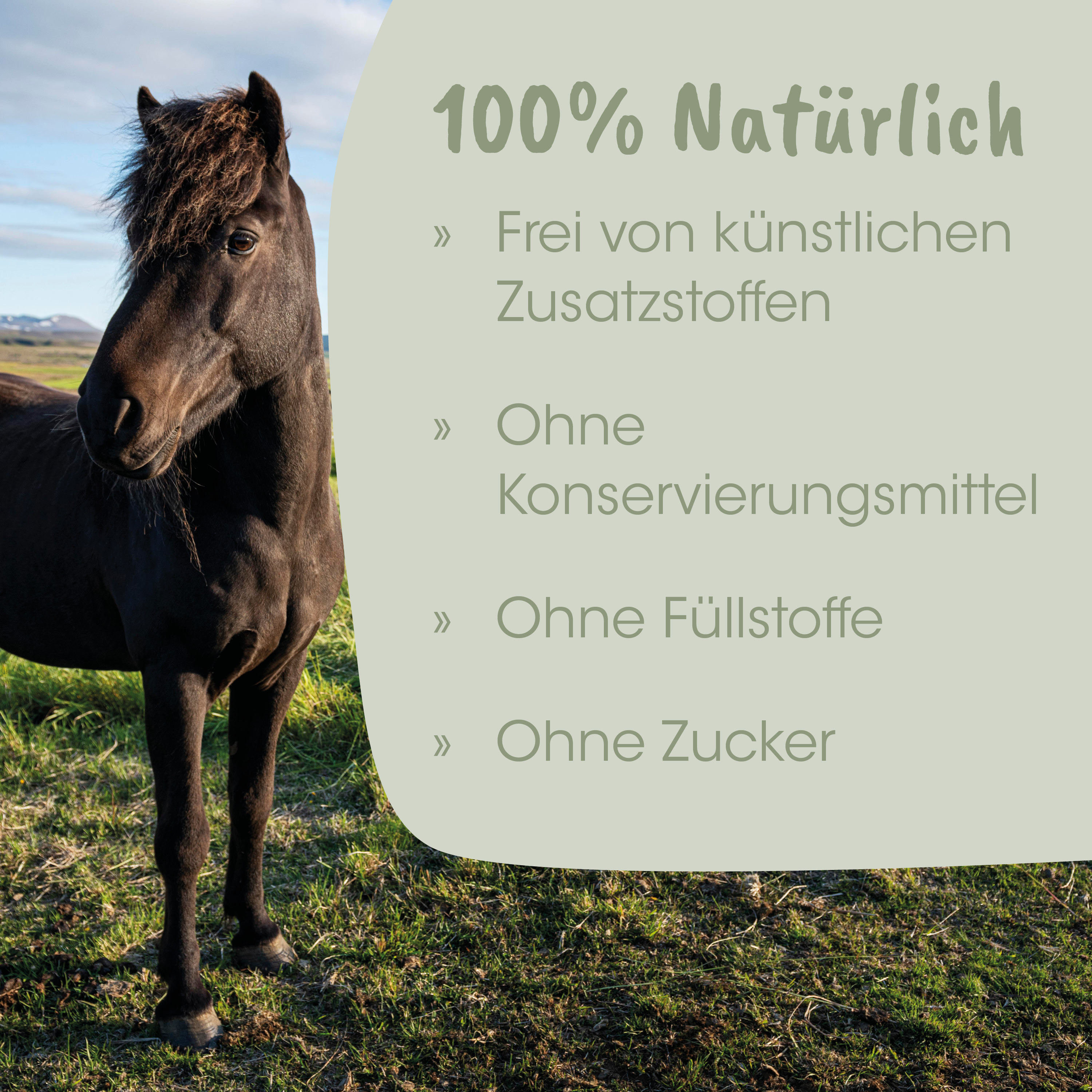 Pferd, Schwarzes Pferd, Pferdebild, Weide, Natur