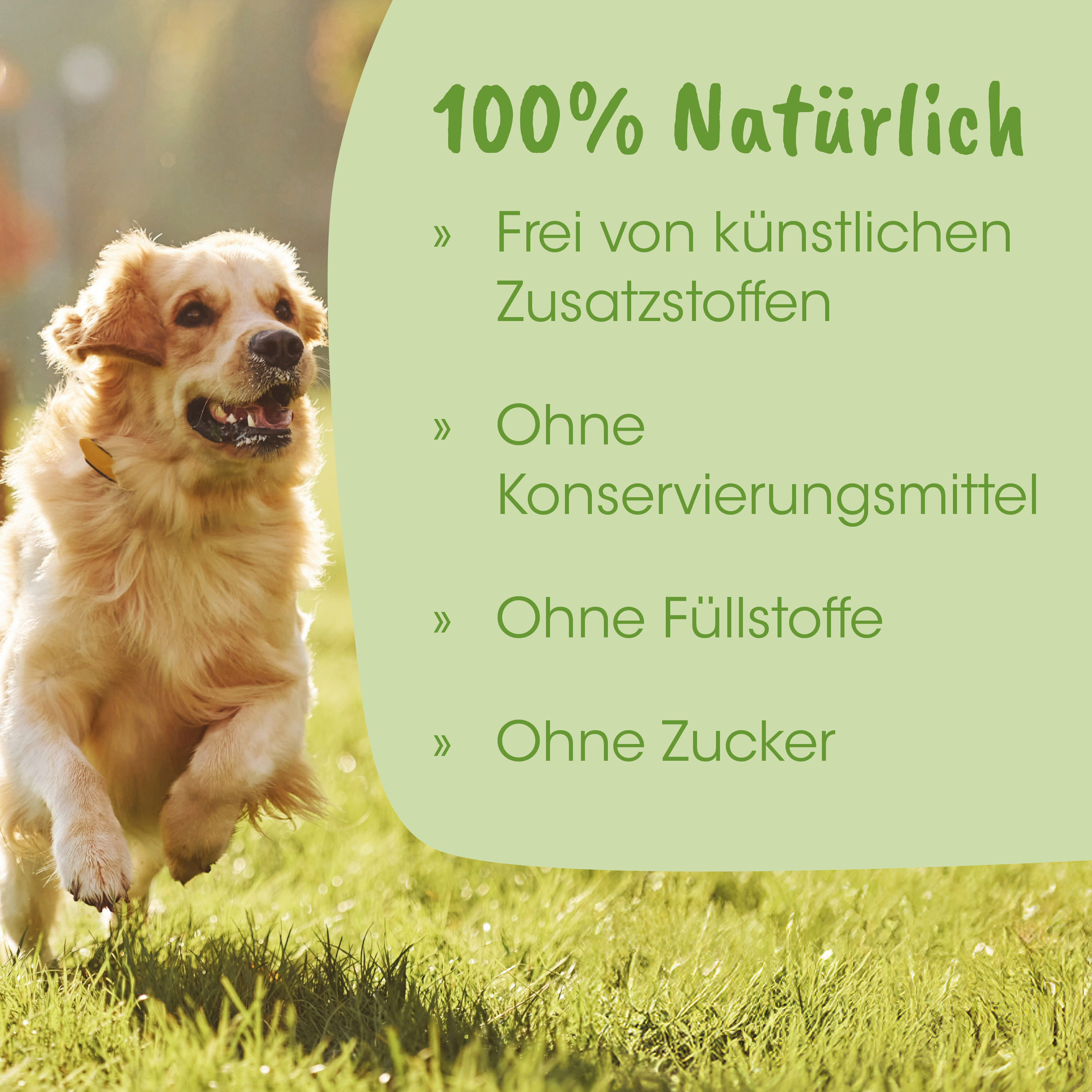 Hund, Laufschrift, Collar, Gras, Sommer