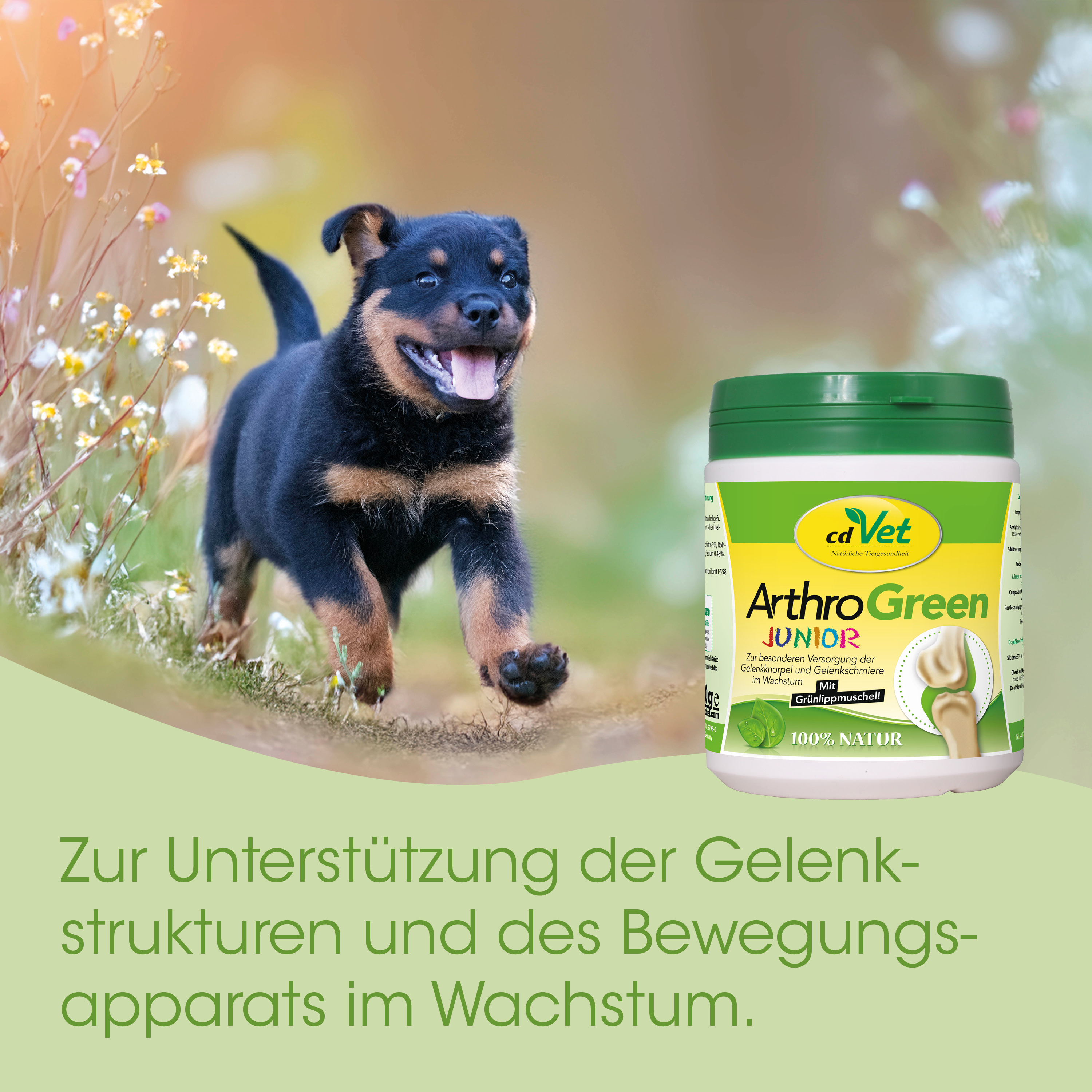 Kleinhund, Welpe, ArthroGreen, Junior, Naturprodukt