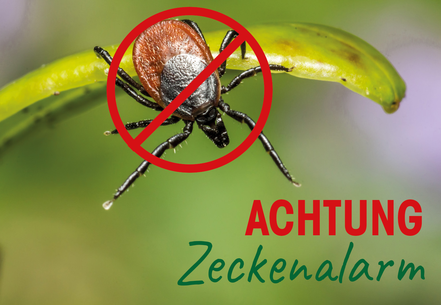 zeckenalarm, zecke, insekten, warnung, rot-uli