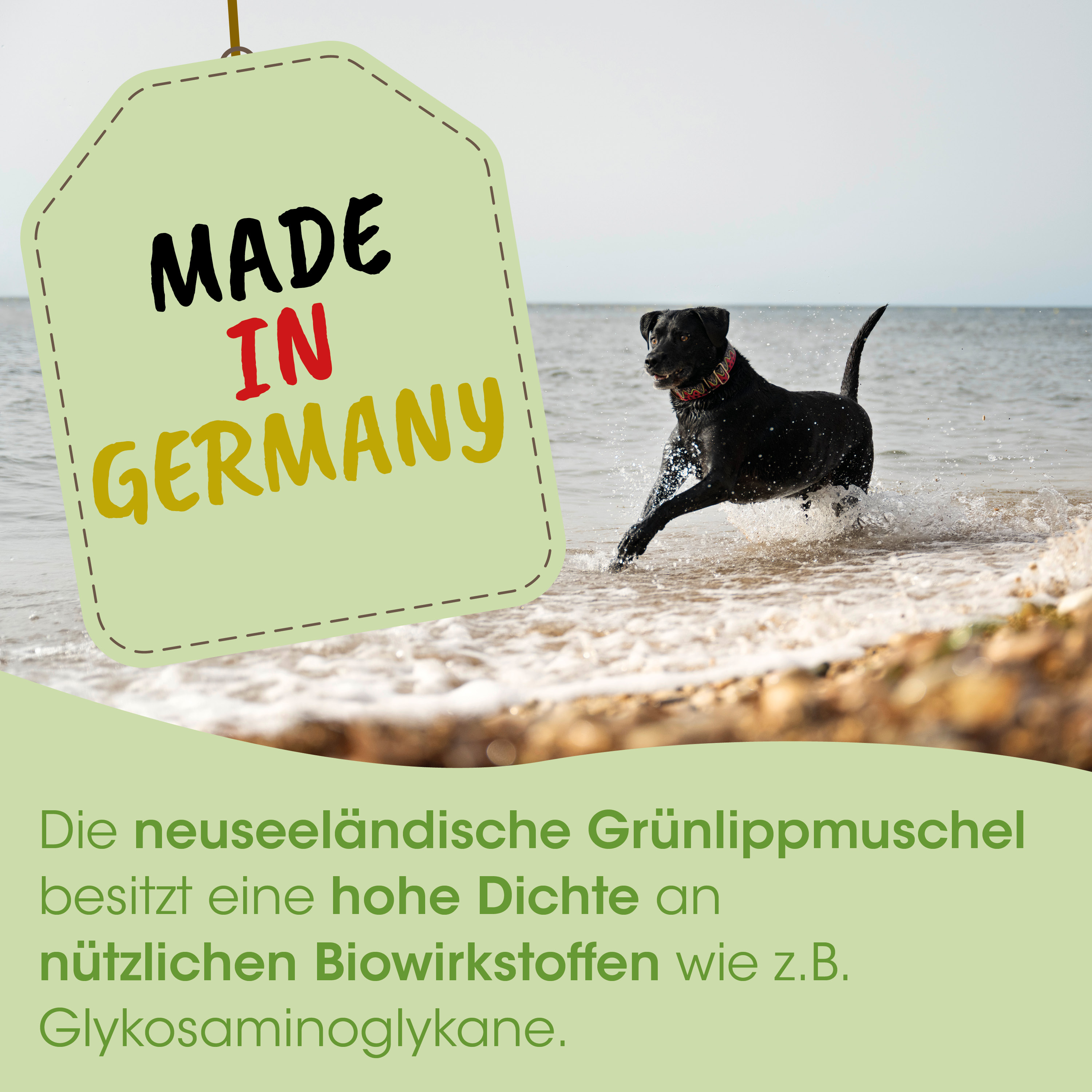 hund, schwarzer Hund, collier, meer, strand