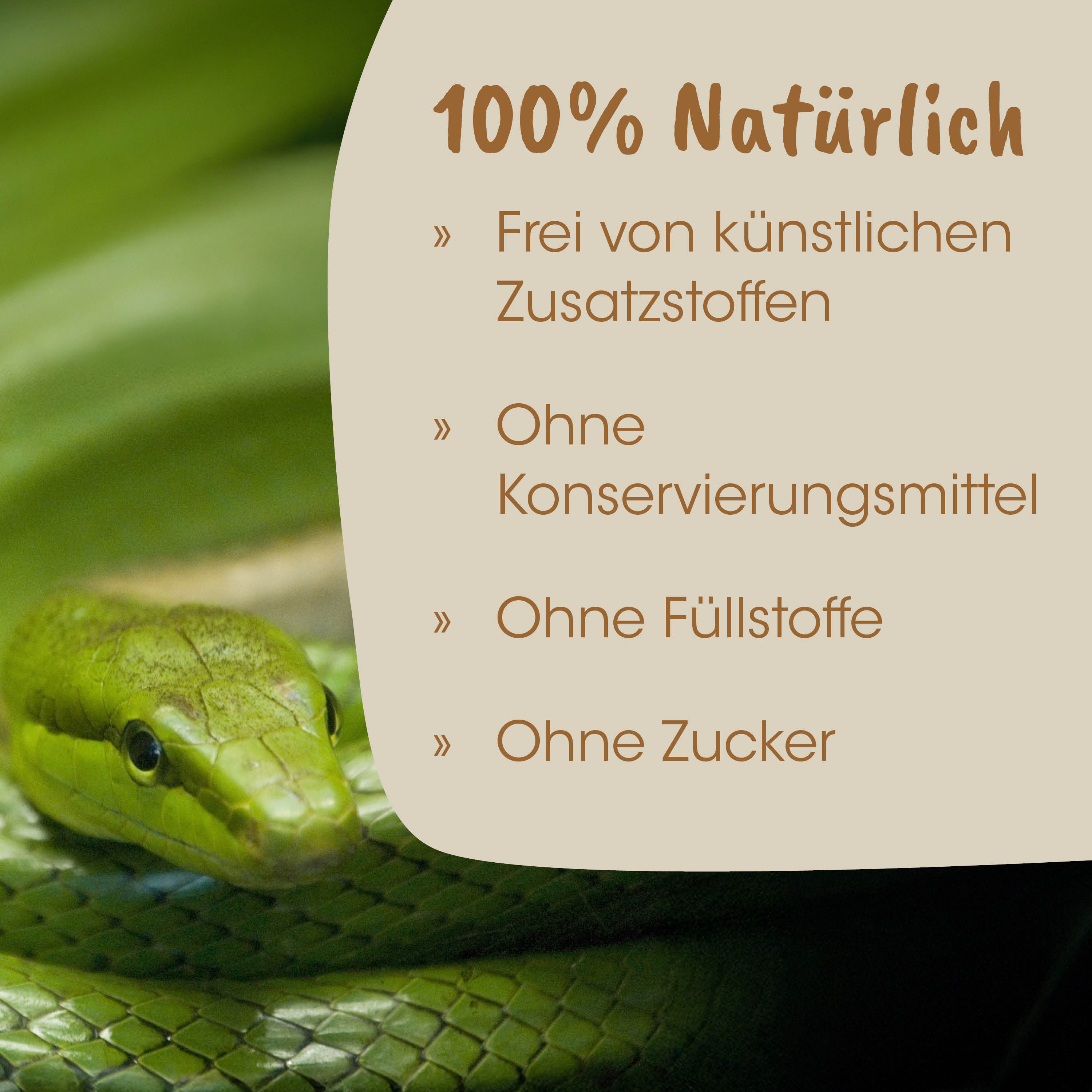 Schlange, grüne Schlange, Schuppen, Nahaufnahme, Reptil
