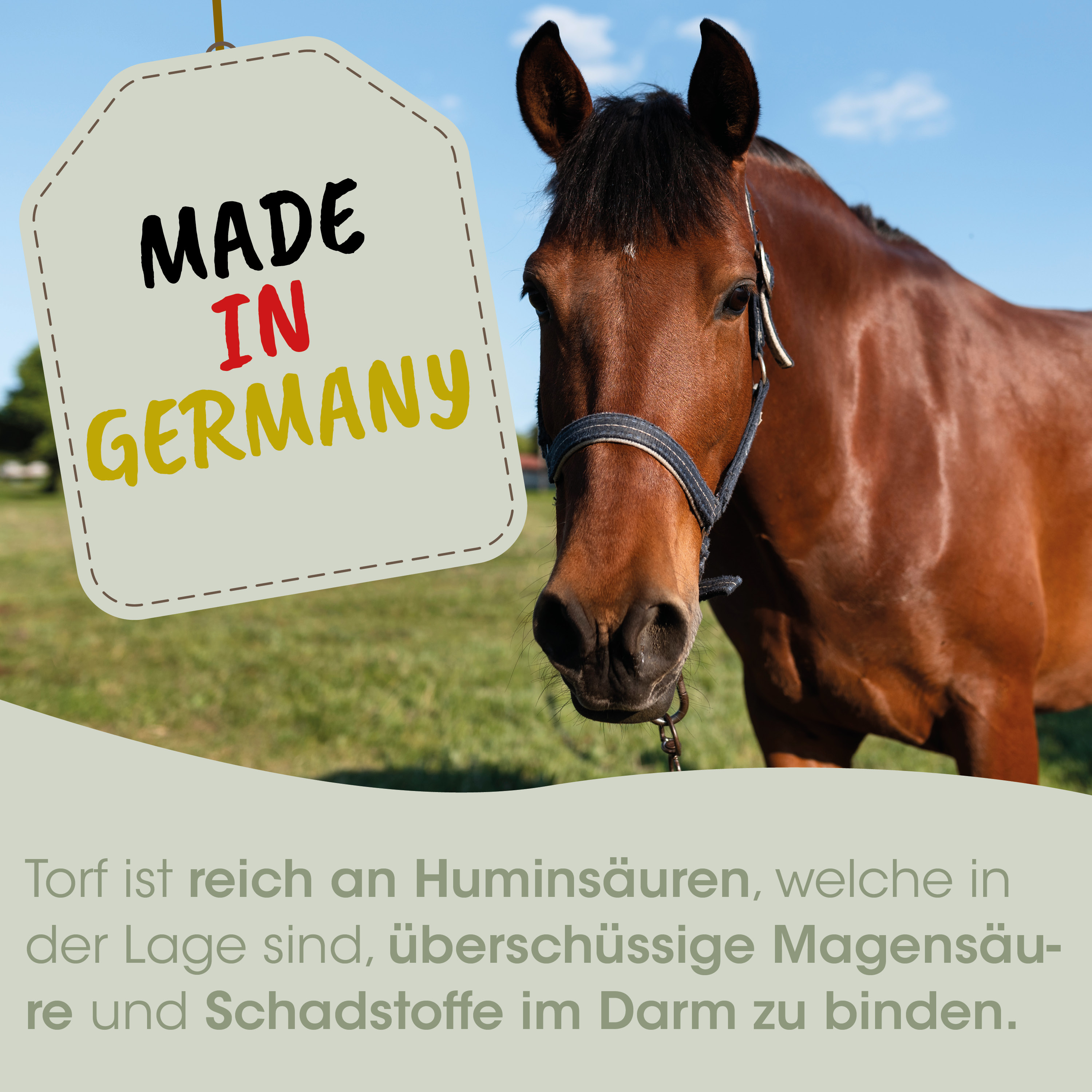 horse, brushed_brown, halter, tag_made_in_germany, pasture