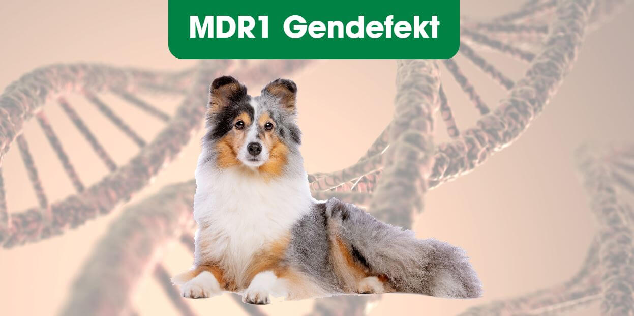Tier, Hund, Säugetier, Haustier