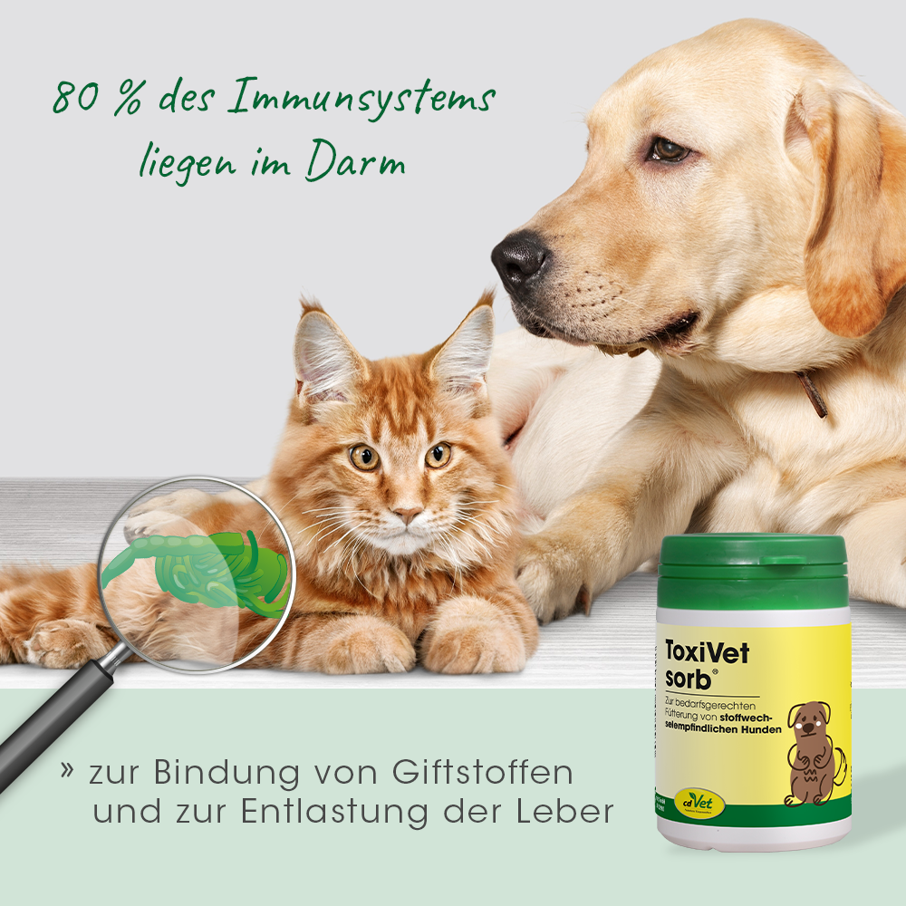 Hund, Katze, Tierfutter, Medikamentenbehälter, Tiergesundheit