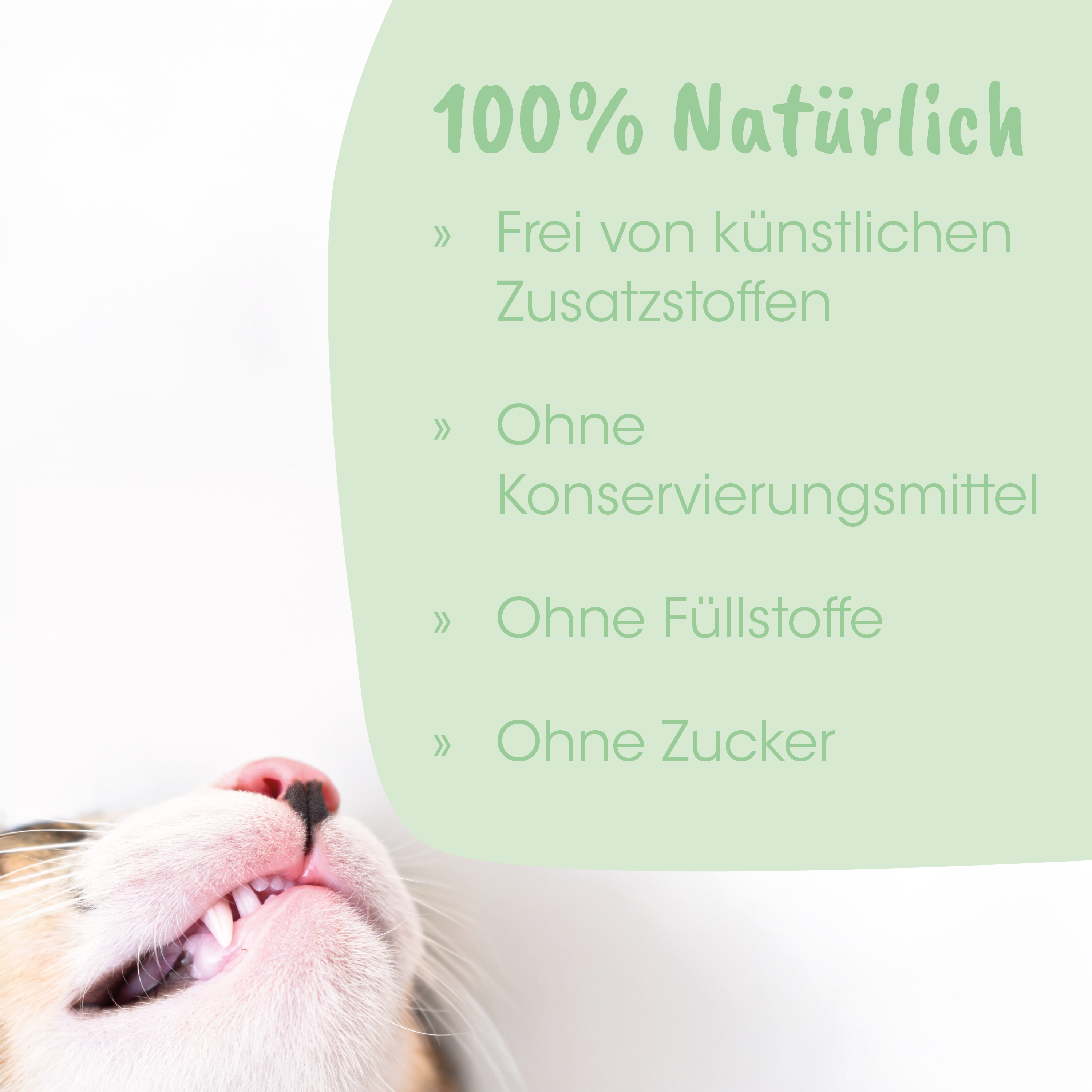 Katze, Kaugerät, Milchzahnentwicklung, Schnurrhaare, Tierpflege