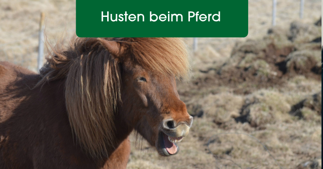 Pferd, Husten, Tier, Mähnenpferd, Kunstfell?