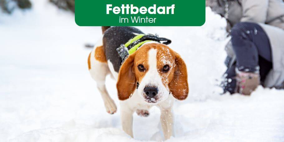 Eckzahn, Hund, Haustier, Beagle