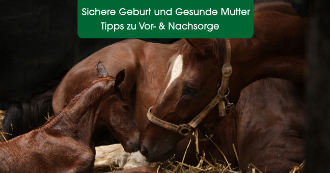 pferd, fohlen, stute, stall | henkel, futterliege