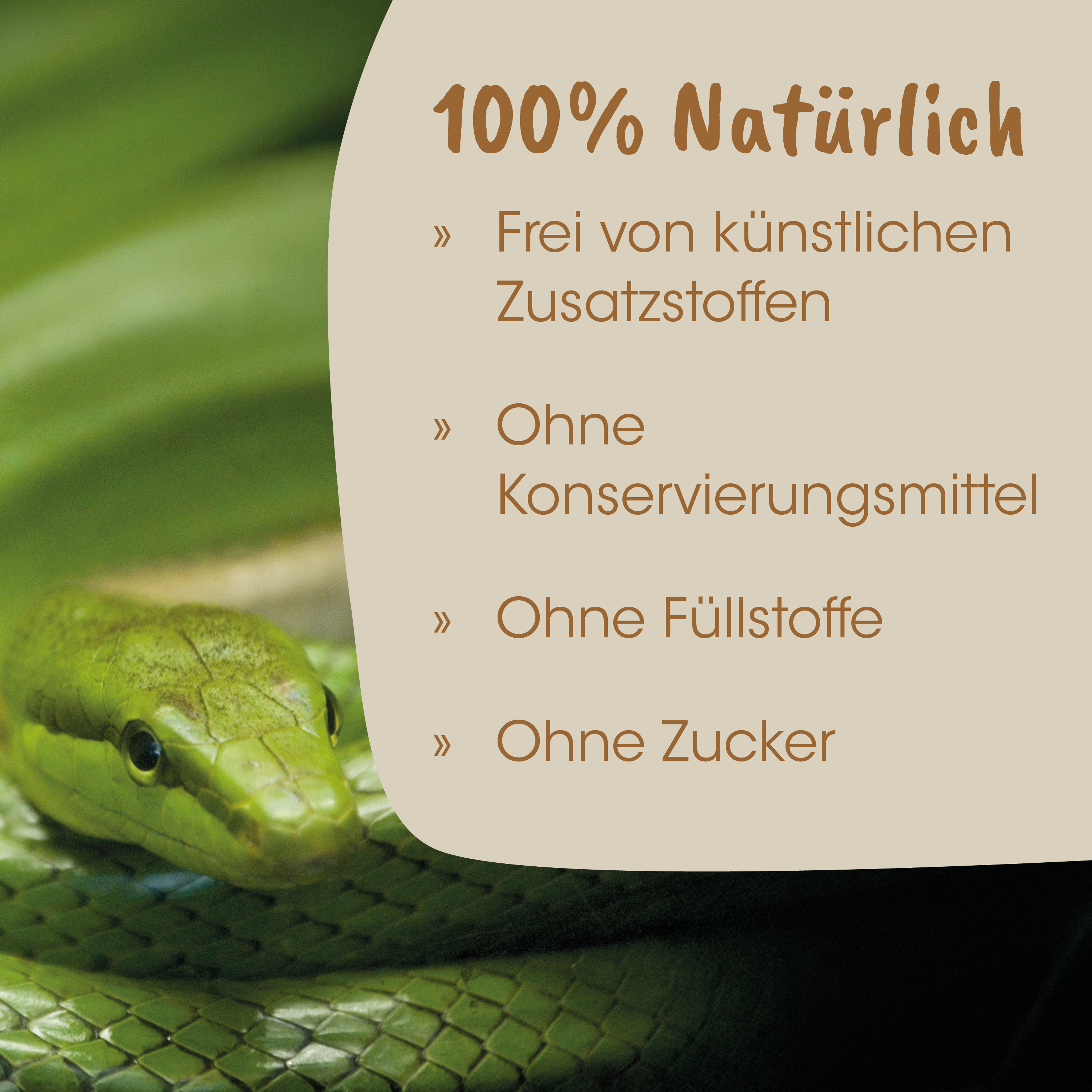 Schlange, grüne Schlange, Reptil, Schuppen, Nahaufnahme