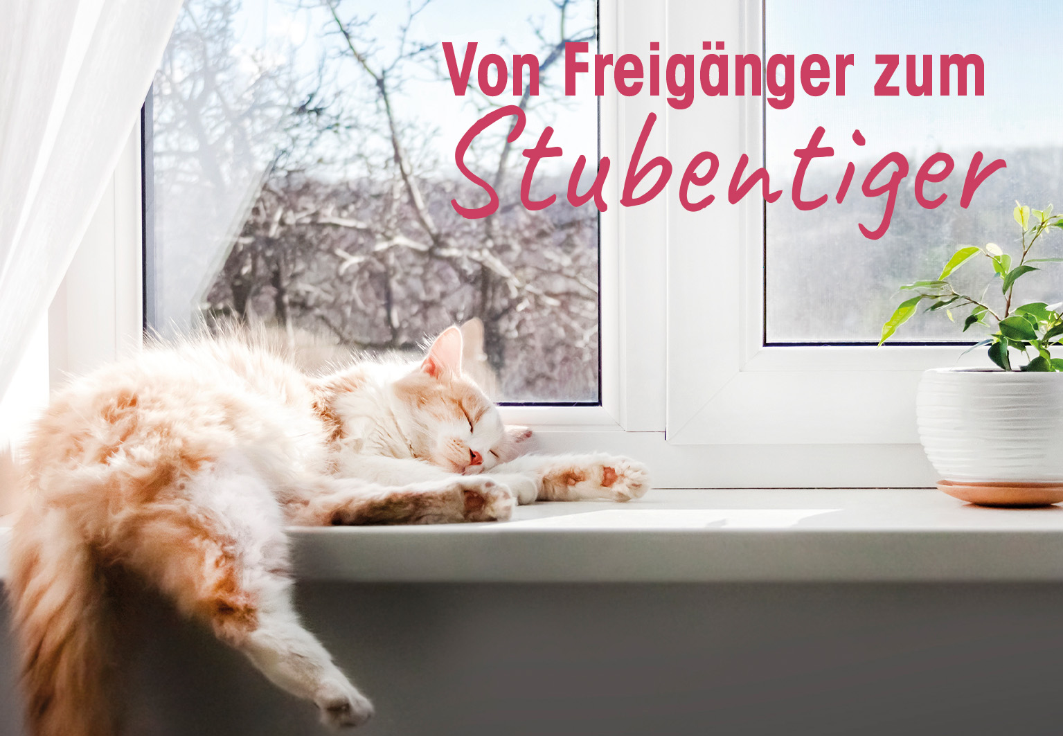 Katzenfoto, Fensterbank, Schlaf, Katzentier, Wohnzimmerdeko