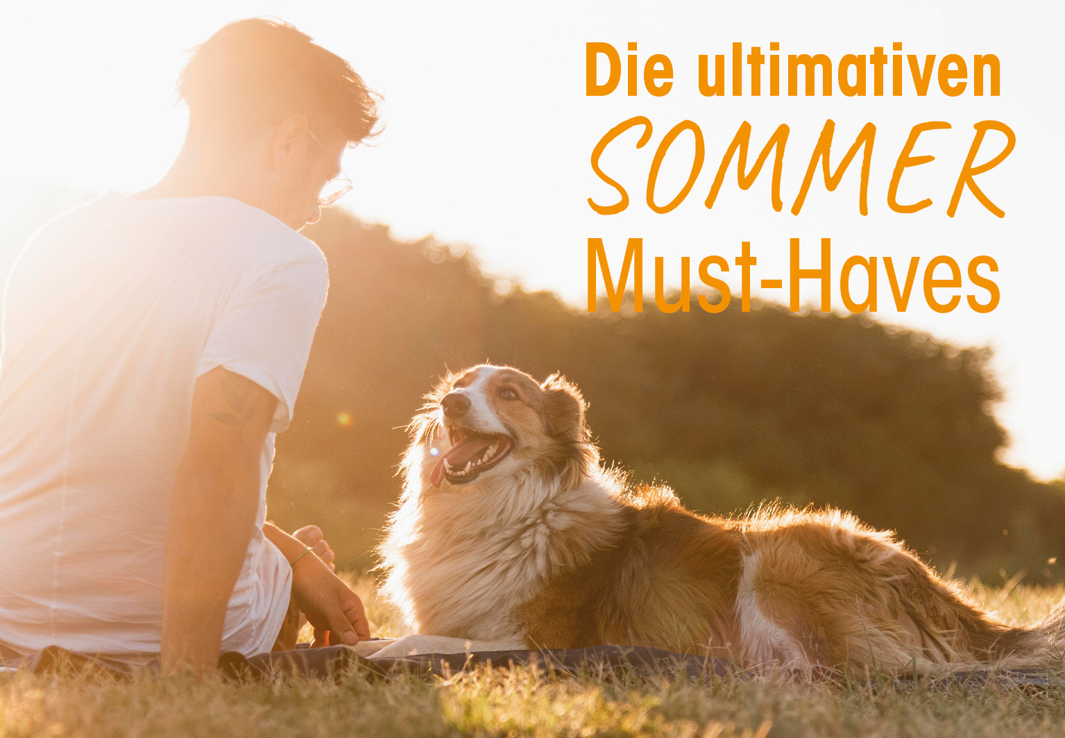 Hund, Hundewelpe, Collie, Sonnenuntergang, Draußen
